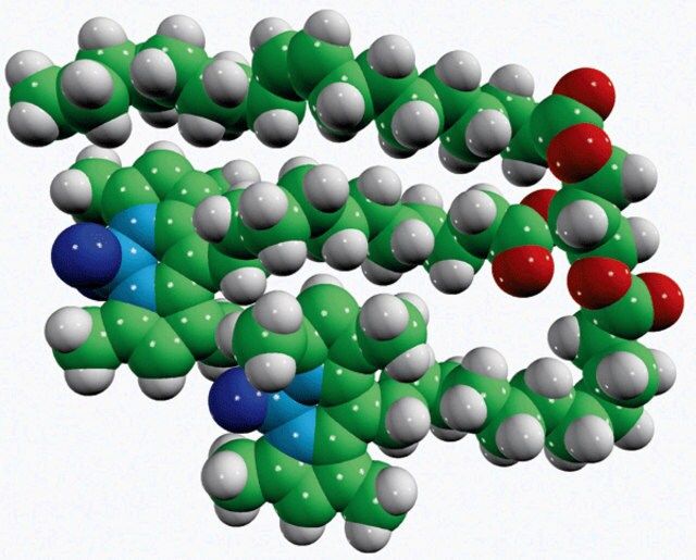 18:1-C11 TopFluor<sup>®</sup>-C11 TopFluor<sup>®</sup> TG