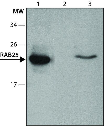 Anti-RAB25 (C-Terminal) antibody produced in rabbit