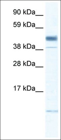 Anti-ZMAT1 antibody produced in rabbit