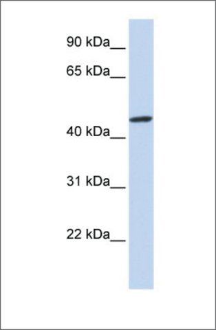 Anti-ZNF239 antibody produced in rabbit