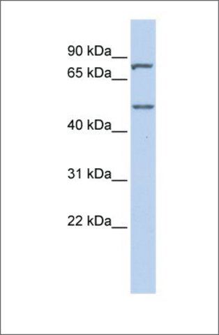 Anti-ZNF252 antibody produced in rabbit