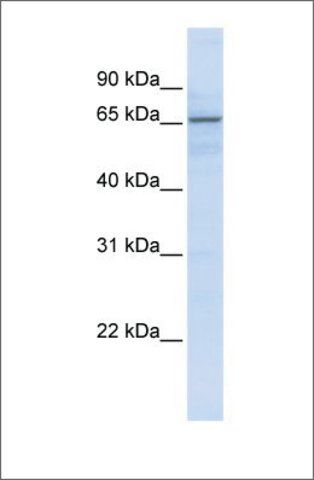 Anti-ZNF256 antibody produced in rabbit