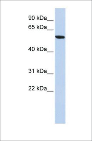 Anti-ZNF248 antibody produced in rabbit