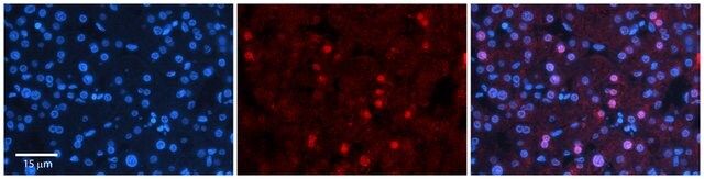 Anti-ZNF236 (ab2) antibody produced in rabbit