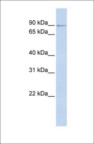 Anti-ZNF263 (ab1) antibody produced in rabbit