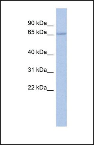 Anti-ZNF248 antibody produced in rabbit