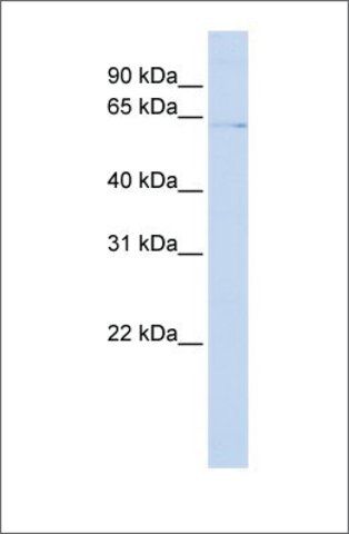 Anti-ZNF257 antibody produced in rabbit