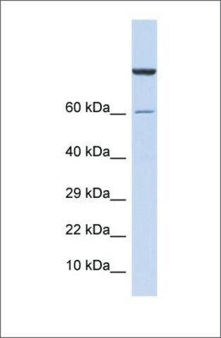 Anti-ZNF251 antibody produced in rabbit