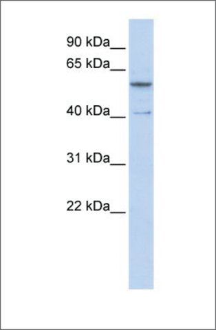 Anti-ZNF284 antibody produced in rabbit