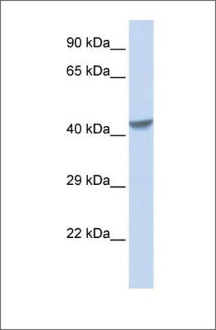 Anti-ZNF271 antibody produced in rabbit