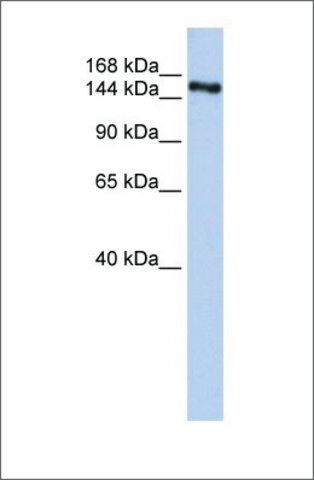 Anti-ZNF236 (ab1) antibody produced in rabbit