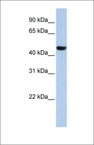 Anti-ZNF286A antibody produced in rabbit