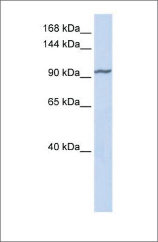 Anti-ZNF280D antibody produced in rabbit