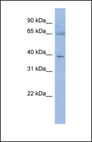 Anti-ZNF302, (N-terminal) antibody produced in rabbit