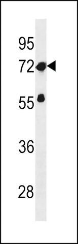 ANTI-ZNF286A (CENTER) antibody produced in rabbit