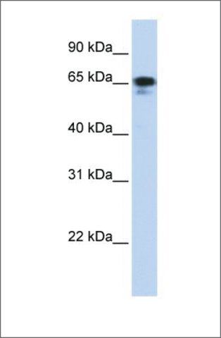 Anti-ZNF276 antibody produced in rabbit