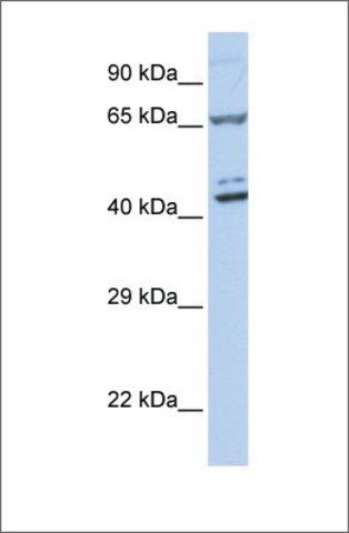 Anti-ZNF324 (ab2) antibody produced in rabbit