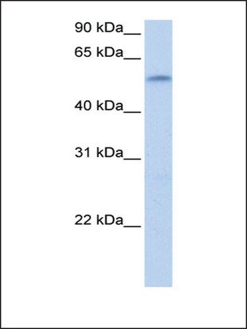 Anti-ZNF280A antibody produced in rabbit