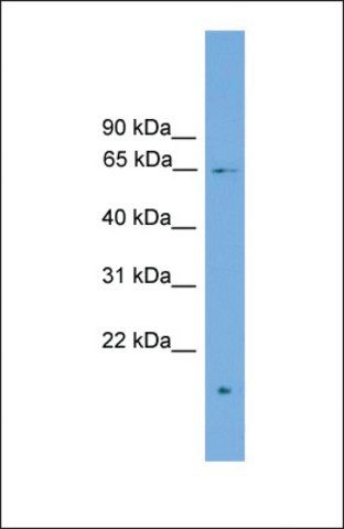 Anti-ZNF320, (N-terminal) antibody produced in rabbit