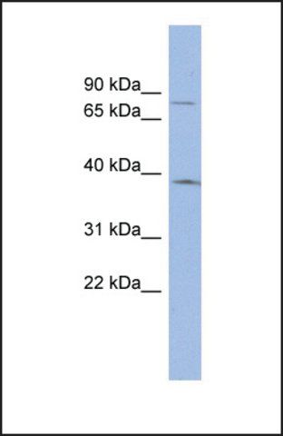 Anti-ZNF300, (N-terminal) antibody produced in rabbit