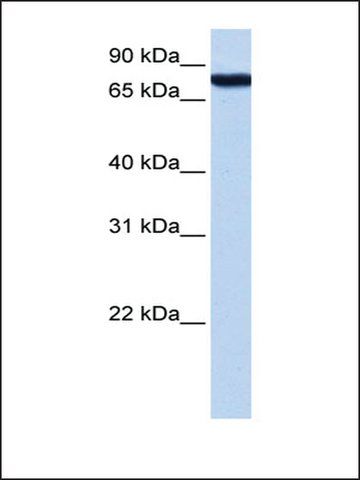 Anti-ZNF33A antibody produced in rabbit