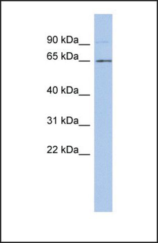 Anti-ZNF337 antibody produced in rabbit