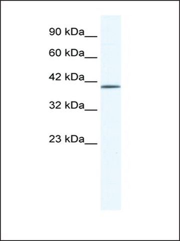 Anti-ZNF322A (AB1) antibody produced in rabbit