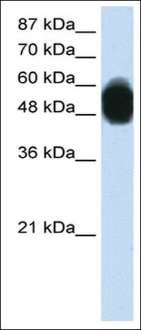 Anti-ZNF342 (AB1) antibody produced in rabbit