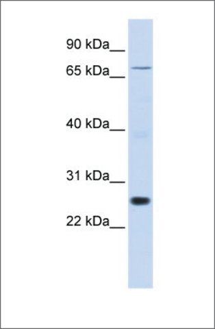 Anti-ZNF267 antibody produced in rabbit