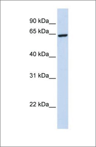 Anti-ZNF280B antibody produced in rabbit