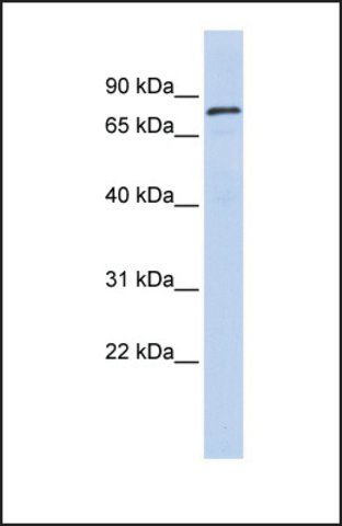 Anti-ZNF333, (N-terminal) antibody produced in rabbit