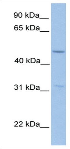 Anti-ZNF342 (AB3) antibody produced in rabbit