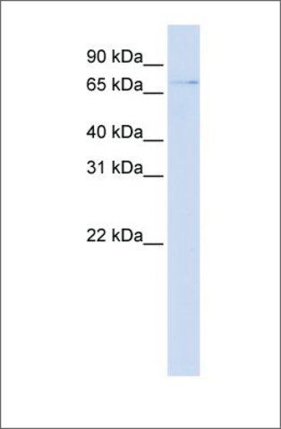 Anti-ZNF324 (ab1) antibody produced in rabbit