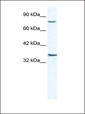 Anti-ZNF337 antibody produced in rabbit