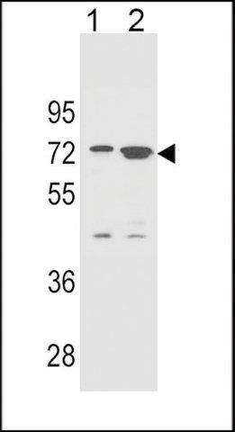 ANTI-ZNF324B (C-TERM) antibody produced in rabbit