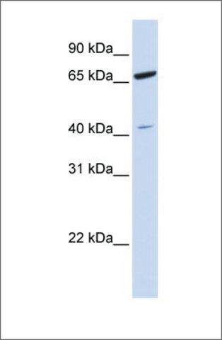 Anti-ZNF334 antibody produced in rabbit