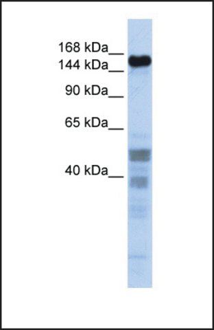 Anti-ZNF335 antibody produced in rabbit