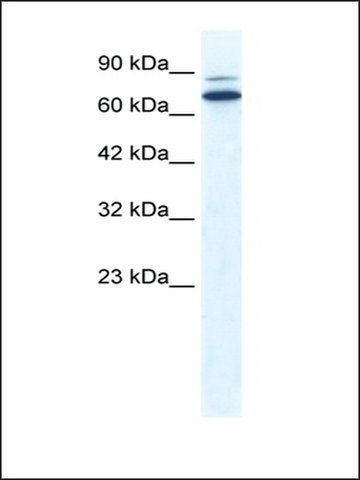 Anti-ZNF57 antibody produced in rabbit