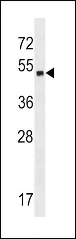 ANTI-ZNF559 (CENTER) antibody produced in rabbit