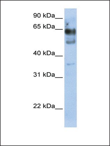 Anti-ZNF564 (AB1) antibody produced in rabbit