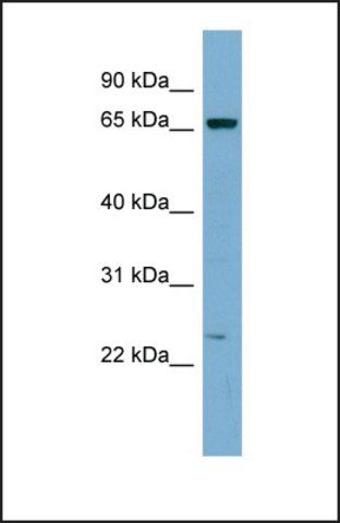 Anti-ZNF572 antibody produced in rabbit