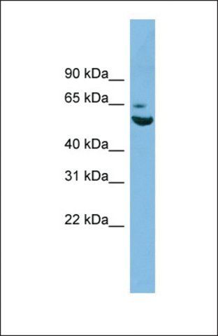 Anti-ZNF563, (N-terminal) antibody produced in rabbit