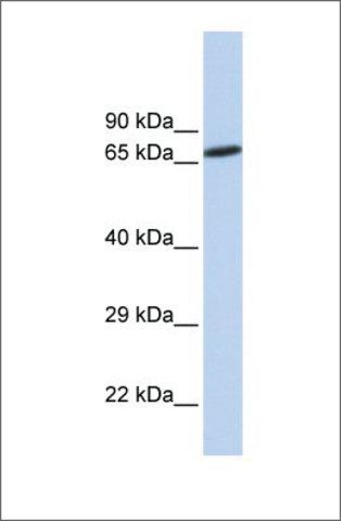 Anti-ZNF571 antibody produced in rabbit