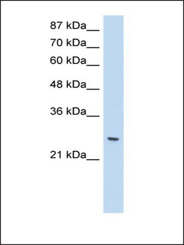 Anti-ZNF575 antibody produced in rabbit