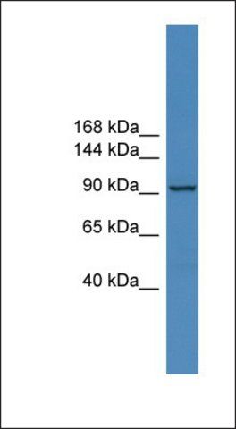 Anti-ZNF574 antibody produced in rabbit