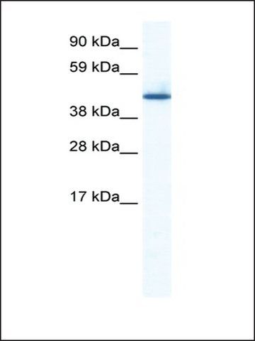 Anti-ZNF557 antibody produced in rabbit