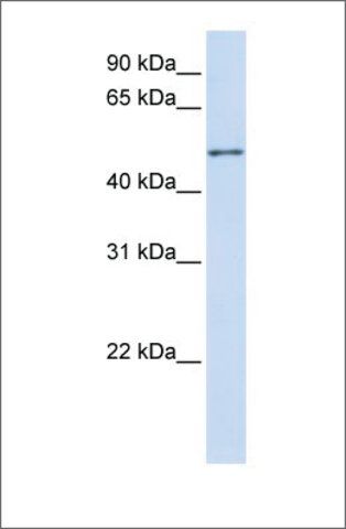 Anti-ZNF561 antibody produced in rabbit