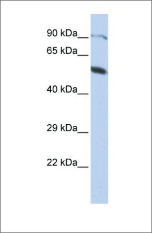 Anti-ZNF641 (ab1) antibody produced in rabbit