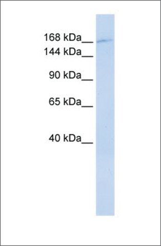 Anti-ZNF646 antibody produced in rabbit