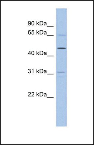 Anti-ZNF641 antibody produced in rabbit